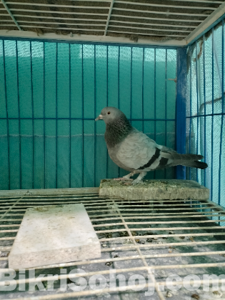 গিরিবাজ কবুতর মাদি